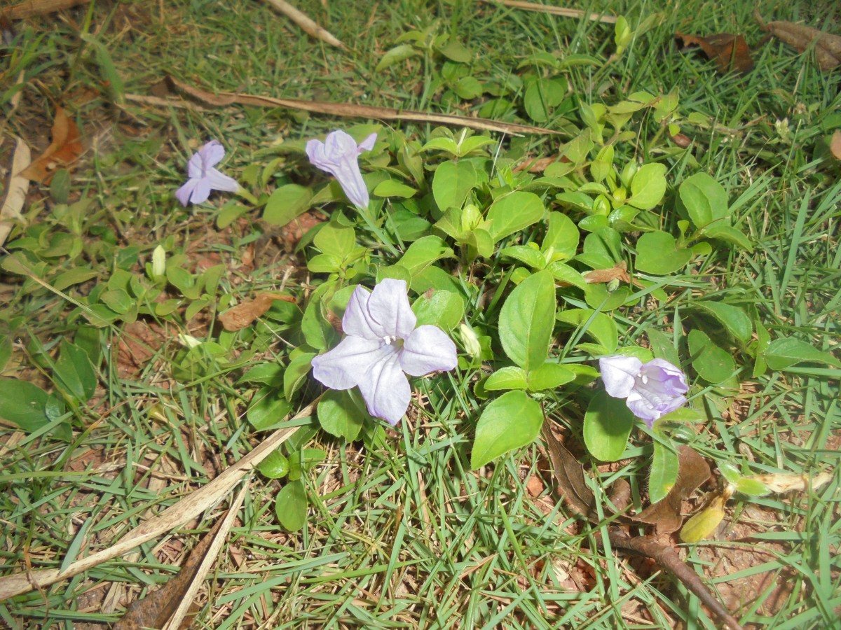 Ruellia prostrata Poir.